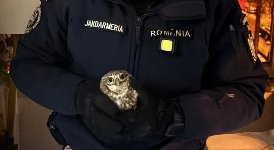 Jandarmii salvează o bufniță din apartamentul unor botoșăneni! Jandarmii salvează o bufniță din apartamentul unor botoșăneni!