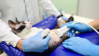 Prudente pet insurance review 2025 Prudente pet insurance review 2025