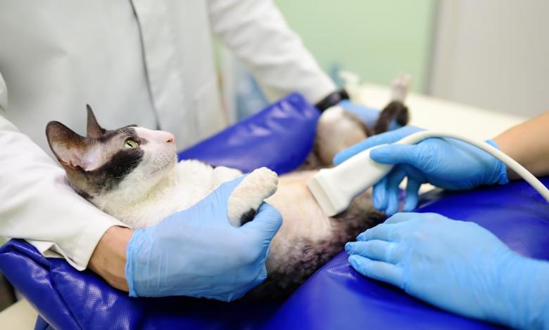 Prudente pet insurance review 2025 Prudente pet insurance review 2025