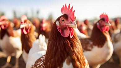 Vital Farms, Inc. (VITL) attracts new investment from Park Avenue Securities Vital Farms, Inc. (VITL) attracts new investment from Park Avenue Securities