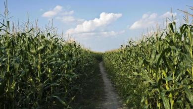 Corn falls again Wednesday Corn falls again Wednesday