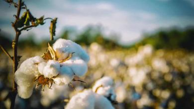 Cotton advances Wednesday after hitting contract low Cotton advances Wednesday after hitting contract low