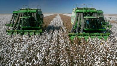 Cotton that appears on Monday Cotton that appears on Monday