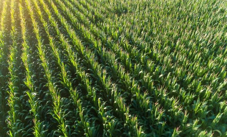 Corn posts slight gains on Monday Corn posts slight gains on Monday