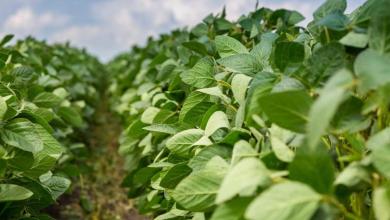 Can soy prices continue to have higher trends? Can soy prices continue to have higher trends?