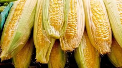 Corn falls again on Tuesday Corn falls again on Tuesday