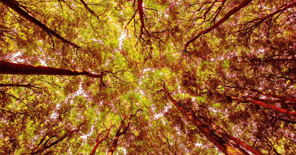 Plants and Forests Absorbed Almost No Carbon Last Year, Shocking Climate Scientists Plants and Forests Absorbed Almost No Carbon Last Year, Shocking Climate Scientists