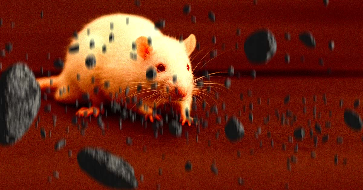 Rodents May Have a “Jedi” Trick to Supercharge Their Sense of Smell Rodents May Have a “Jedi” Trick to Supercharge Their Sense of Smell