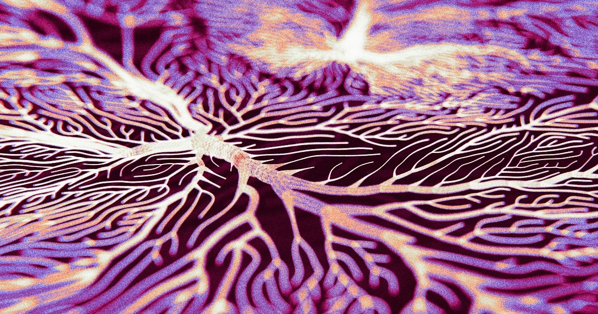 Some Cases of Dementia Can Be Cured, Researchers Say, Because They’re Caused by Fungus and Bacteria in Brain Some Cases of Dementia Can Be Cured, Researchers Say, Because They’re Caused by Fungus and Bacteria in Brain