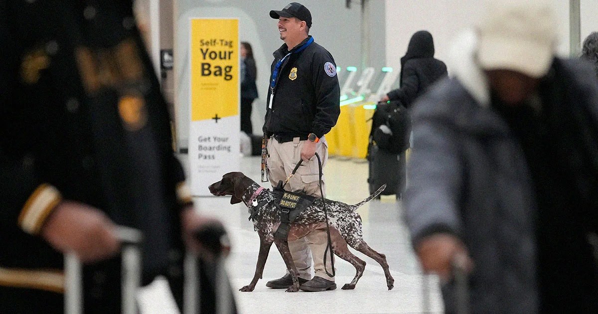 Elon Reportedly Orders Government to Stop Feeding the Bomb-Sniffing Dogs Elon Reportedly Orders Government to Stop Feeding the Bomb-Sniffing Dogs