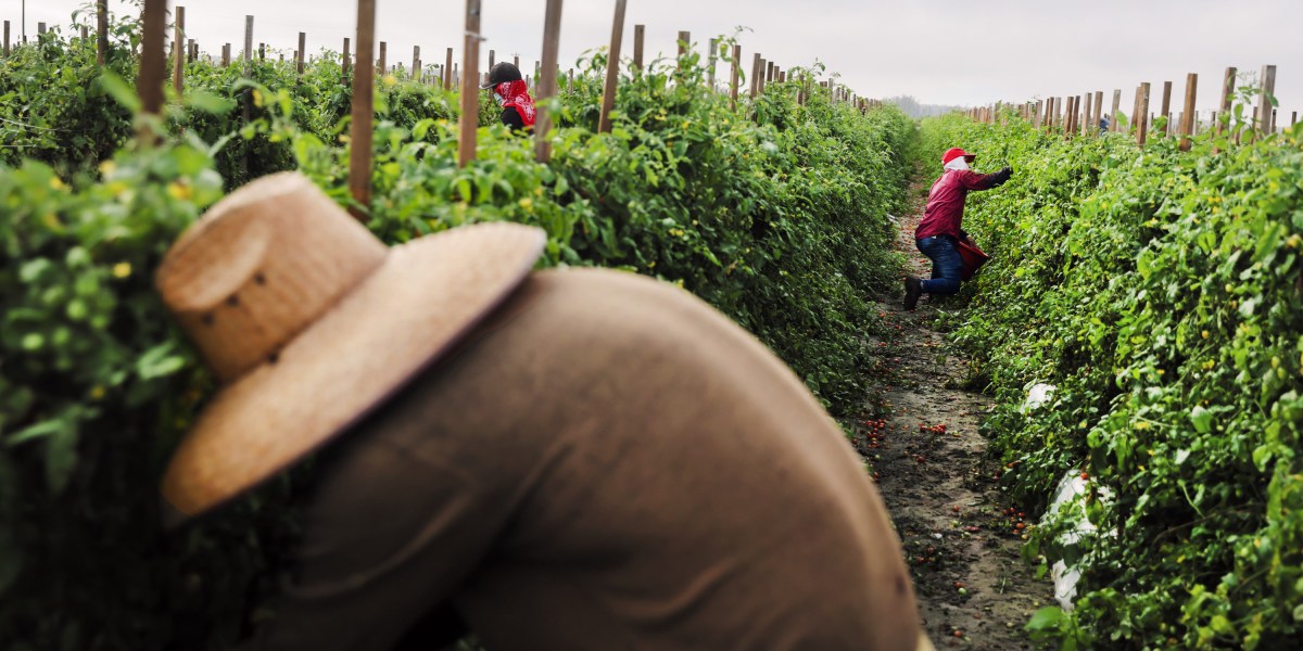 The Download: Protecting farmworkers from heat, and AI’s Nobel Prize The Download: Protecting farmworkers from heat, and AI’s Nobel Prize