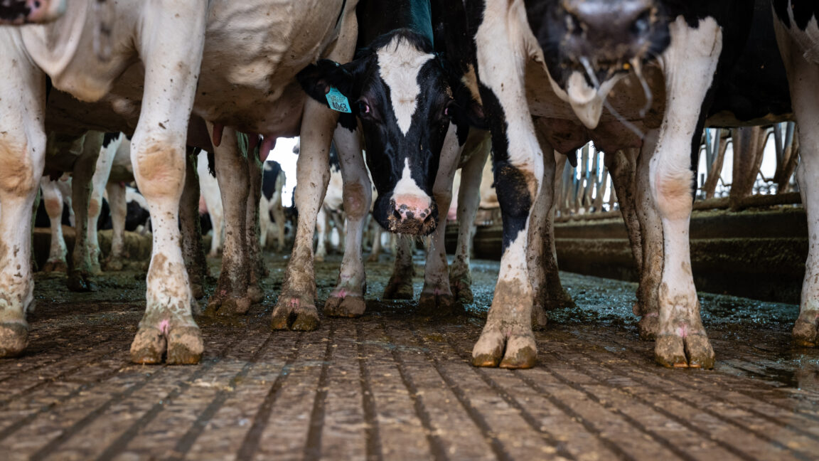 H5N1 bird flu spills over again; Nevada cows hit with different, deadly strain H5N1 bird flu spills over again; Nevada cows hit with different, deadly strain