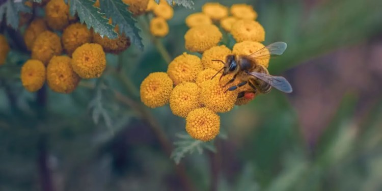 How the honeybee could help protect species around the world How the honeybee could help protect species around the world