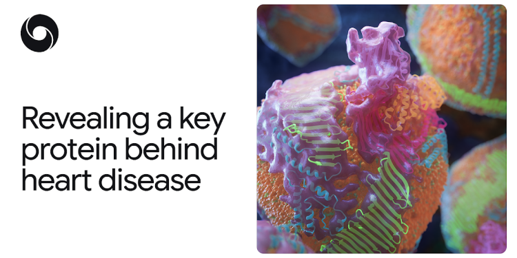 AlphaFold Reveals a Key Protein Behind Heart Disease AlphaFold Reveals a Key Protein Behind Heart Disease