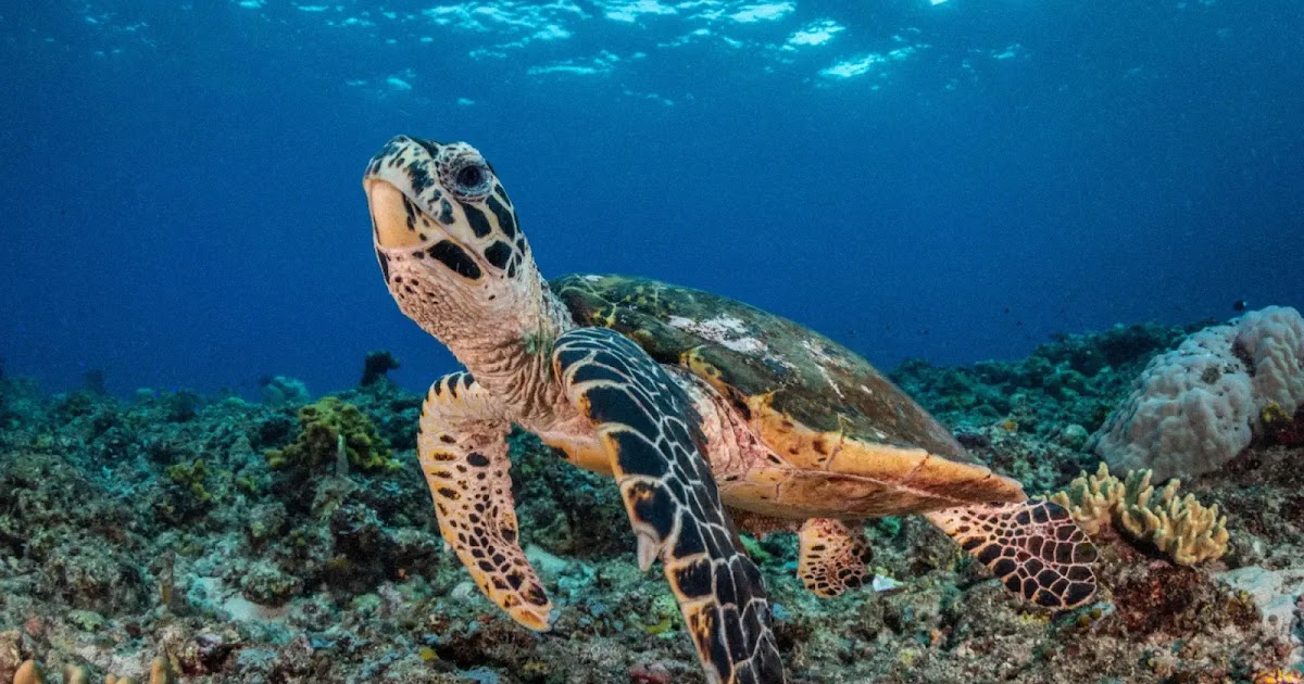 Advancing conservation with AI-based facial recognition of turtles Advancing conservation with AI-based facial recognition of turtles