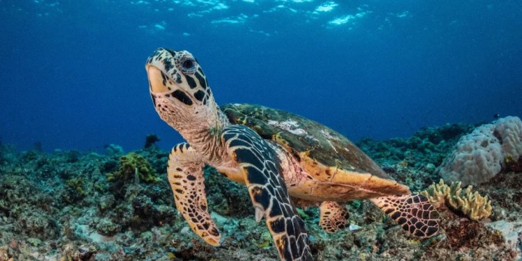 Advancing conservation with AI-based facial recognition of turtles Advancing conservation with AI-based facial recognition of turtles