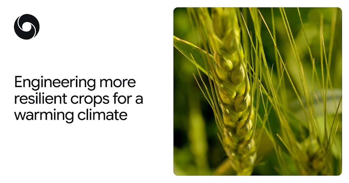 How AlphaFold is helping scientists engineer more heat-tolerant crops How AlphaFold is helping scientists engineer more heat-tolerant crops