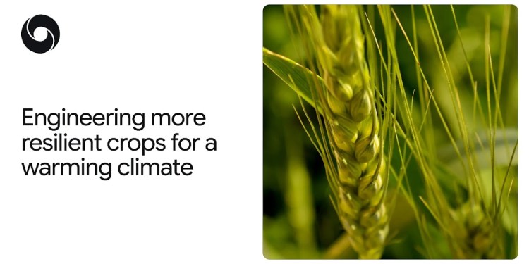 How AlphaFold is helping scientists engineer more heat-tolerant crops How AlphaFold is helping scientists engineer more heat-tolerant crops