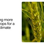 How AlphaFold is helping scientists engineer more heat-tolerant crops How AlphaFold is helping scientists engineer more heat-tolerant crops