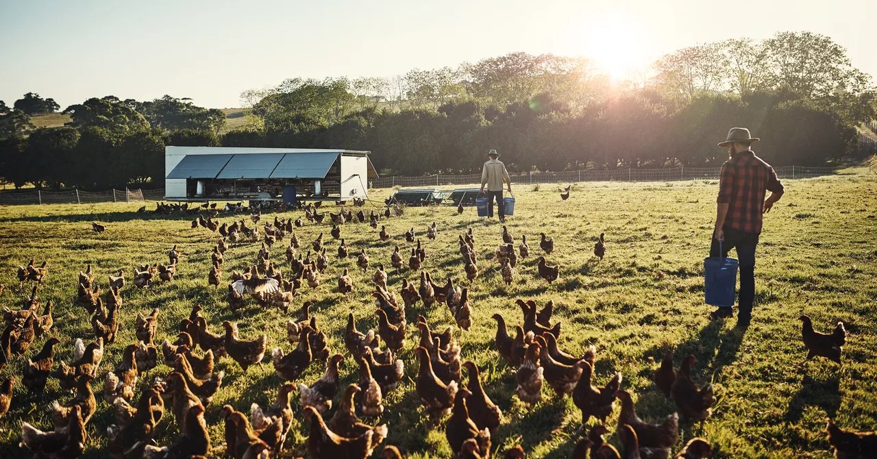 The US Has Bird Flu Vaccines. Here’s Why You Can’t Get One The US Has Bird Flu Vaccines. Here’s Why You Can’t Get One