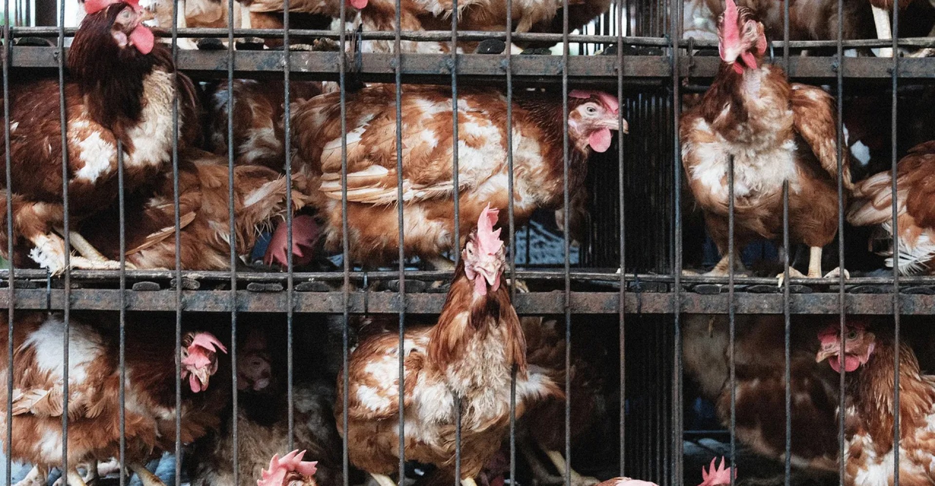 How the Farm Industry Spied on Animal Rights Activists and Pushed the FBI to Treat Them as Bioterrorists How the Farm Industry Spied on Animal Rights Activists and Pushed the FBI to Treat Them as Bioterrorists