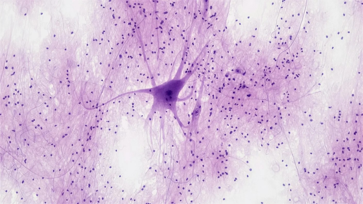 Textbook Depictions of Neurons May Be Wrong, According to Controversial Study Textbook Depictions of Neurons May Be Wrong, According to Controversial Study