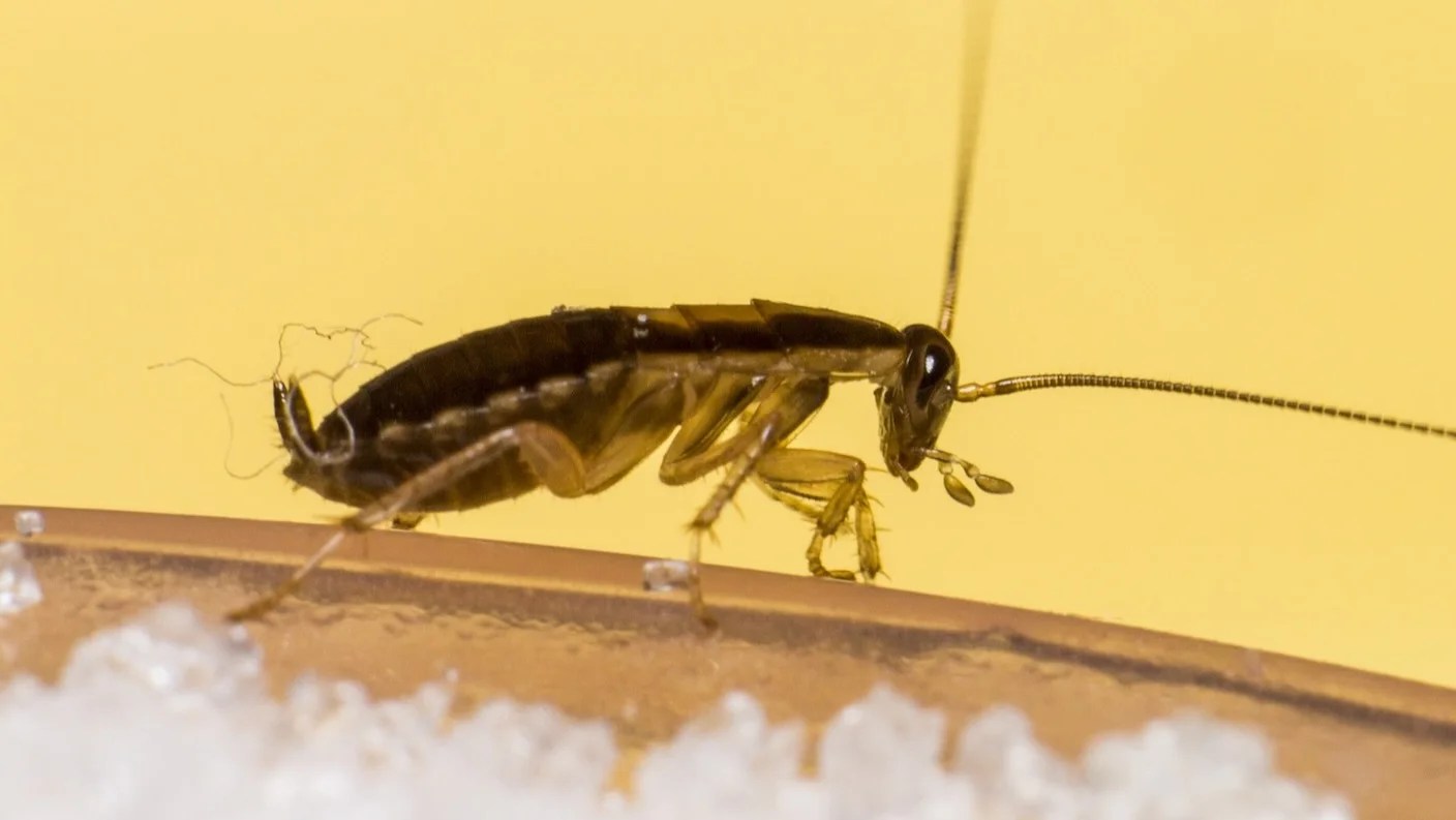 Automated Cyborg Cockroach Factory Could Churn Out a Bug a Minute for Search and Rescue Automated Cyborg Cockroach Factory Could Churn Out a Bug a Minute for Search and Rescue