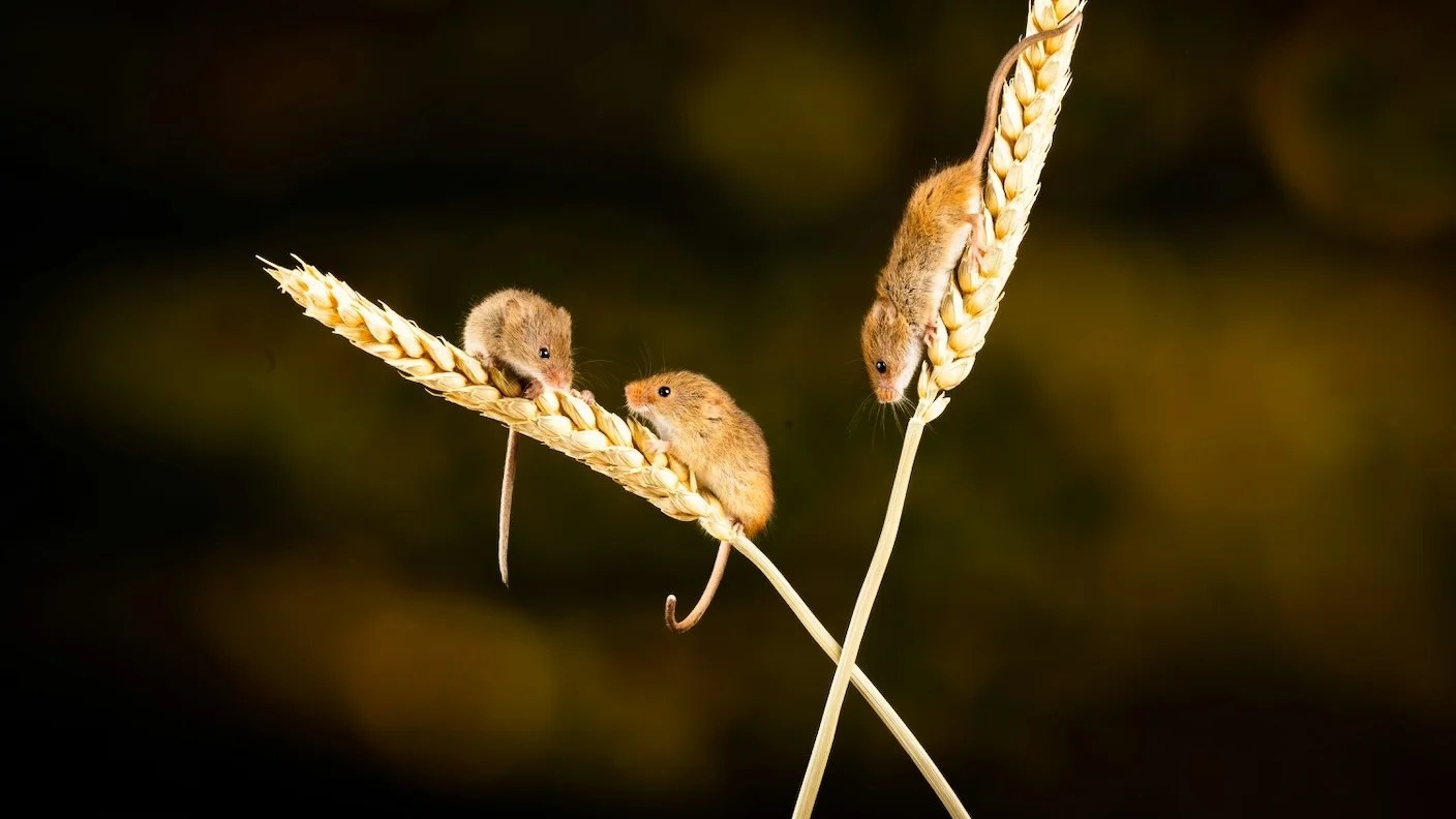Mice With Two Dads Reach Adulthood Thanks to CRISPR Mice With Two Dads Reach Adulthood Thanks to CRISPR
