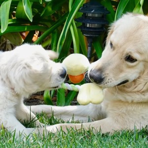 How a New Puppy Transformed Our English Cream Golden Retriever’s Life from Gray to Vibrant How a New Puppy Transformed Our English Cream Golden Retriever’s Life from Gray to Vibrant