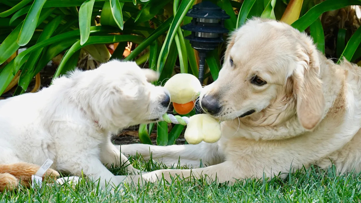 How a New Puppy Transformed Our English Cream Golden Retriever’s Life from Gray to Vibrant How a New Puppy Transformed Our English Cream Golden Retriever’s Life from Gray to Vibrant