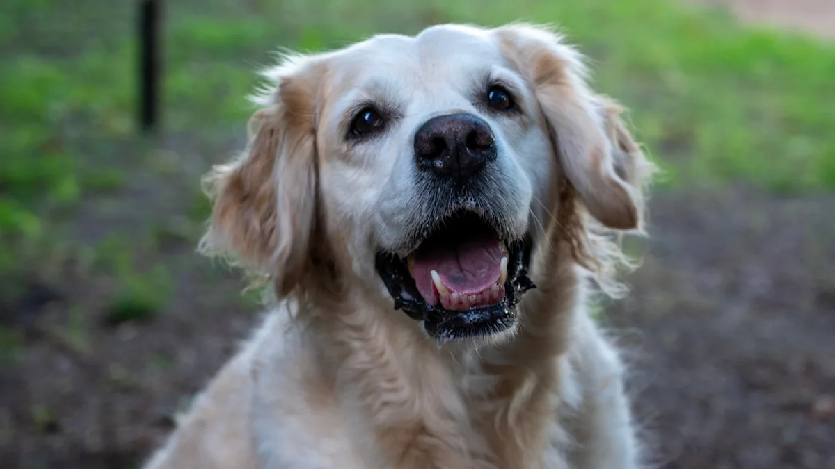Chaos on the Lawn: Watch a Hilarious Golden Retriever and Cows Team Up to Create Mischief! Chaos on the Lawn: Watch a Hilarious Golden Retriever and Cows Team Up to Create Mischief!