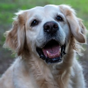 Chaos on the Lawn: Watch a Hilarious Golden Retriever and Cows Team Up to Create Mischief! Chaos on the Lawn: Watch a Hilarious Golden Retriever and Cows Team Up to Create Mischief!