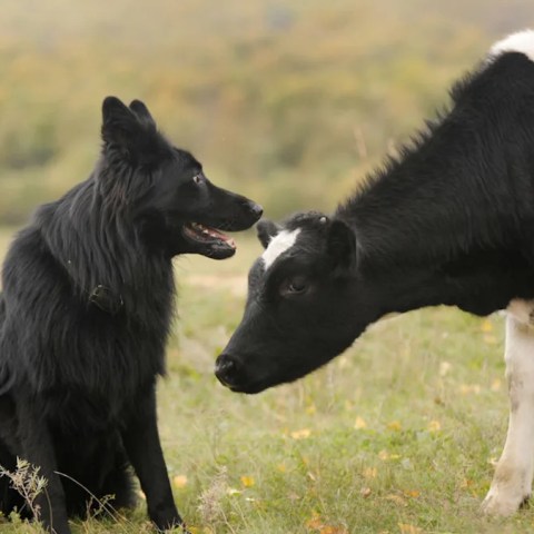 Heartwarming Friendship: Watch a Herding Dog and a Massive Cow Become Unlikely Best Friends! Heartwarming Friendship: Watch a Herding Dog and a Massive Cow Become Unlikely Best Friends!