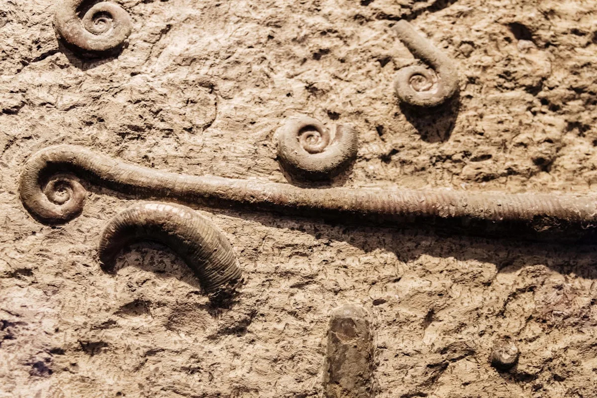 Groundbreaking Discovery: 700 Fossils Unveil New Insights into Earth’s Life History Groundbreaking Discovery: 700 Fossils Unveil New Insights into Earth’s Life History