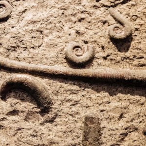 Groundbreaking Discovery: 700 Fossils Unveil New Insights into Earth’s Life History Groundbreaking Discovery: 700 Fossils Unveil New Insights into Earth’s Life History