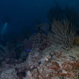 Unveiled: New 80-Million-Year-Old Dinosaur Species Discovered in Texas! Unveiled: New 80-Million-Year-Old Dinosaur Species Discovered in Texas!
