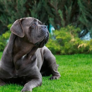 Cane Corso’s Heartwarming Mission at Target: Hugs from His Favorite Cashier! Cane Corso’s Heartwarming Mission at Target: Hugs from His Favorite Cashier!