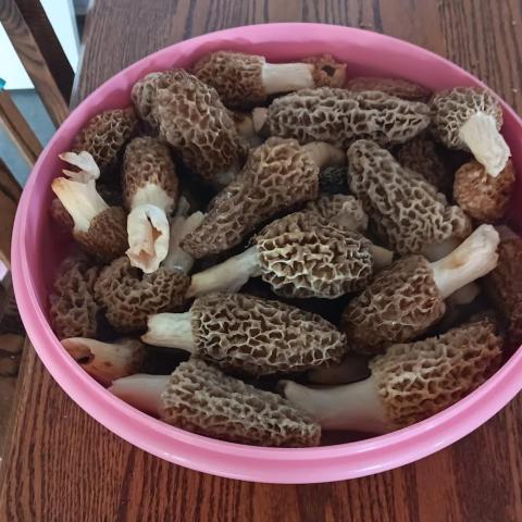 Discover the Delicious Morel Mushrooms Found on Tim and Liz’s Property: A Culinary Delight for Everyone! Discover the Delicious Morel Mushrooms Found on Tim and Liz’s Property: A Culinary Delight for Everyone!