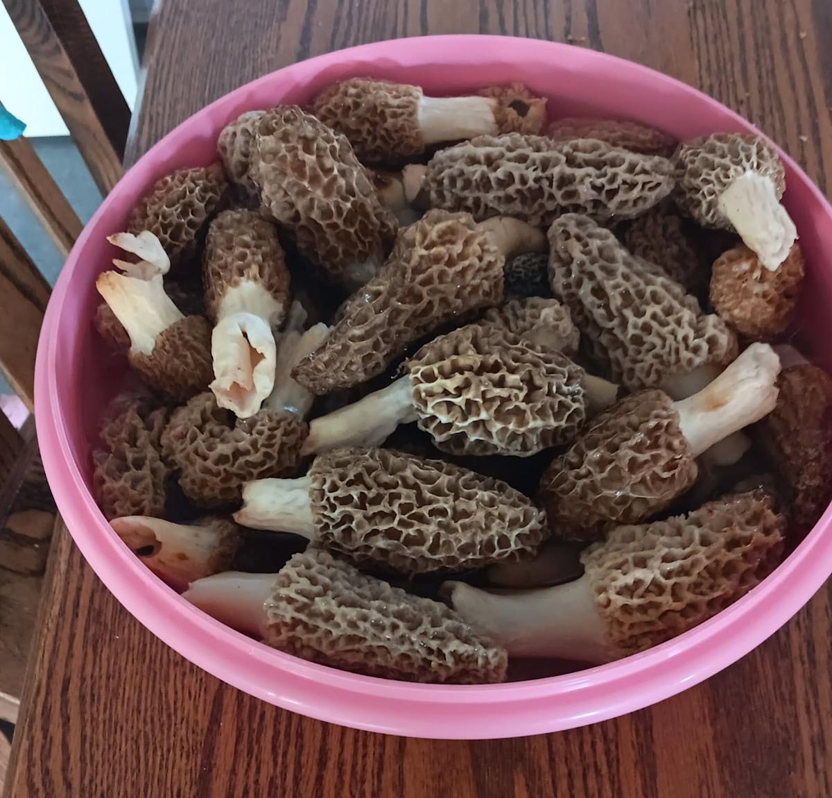 Discover the Delicious Morel Mushrooms Found on Tim and Liz’s Property: A Culinary Delight for Everyone! Discover the Delicious Morel Mushrooms Found on Tim and Liz’s Property: A Culinary Delight for Everyone!