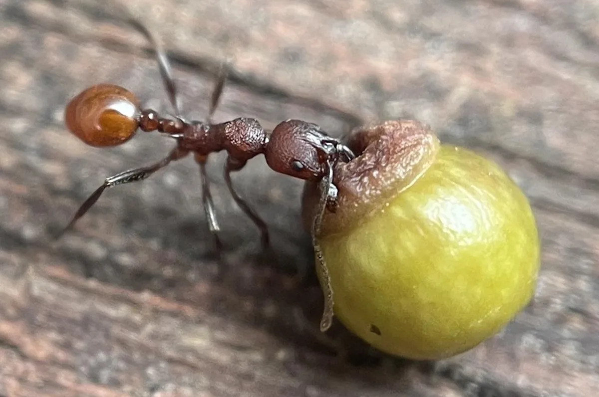 Young Explorer’s Backyard Find: How an 8-Year-Old’s Ant Discovery Could Change Science! Young Explorer’s Backyard Find: How an 8-Year-Old’s Ant Discovery Could Change Science!