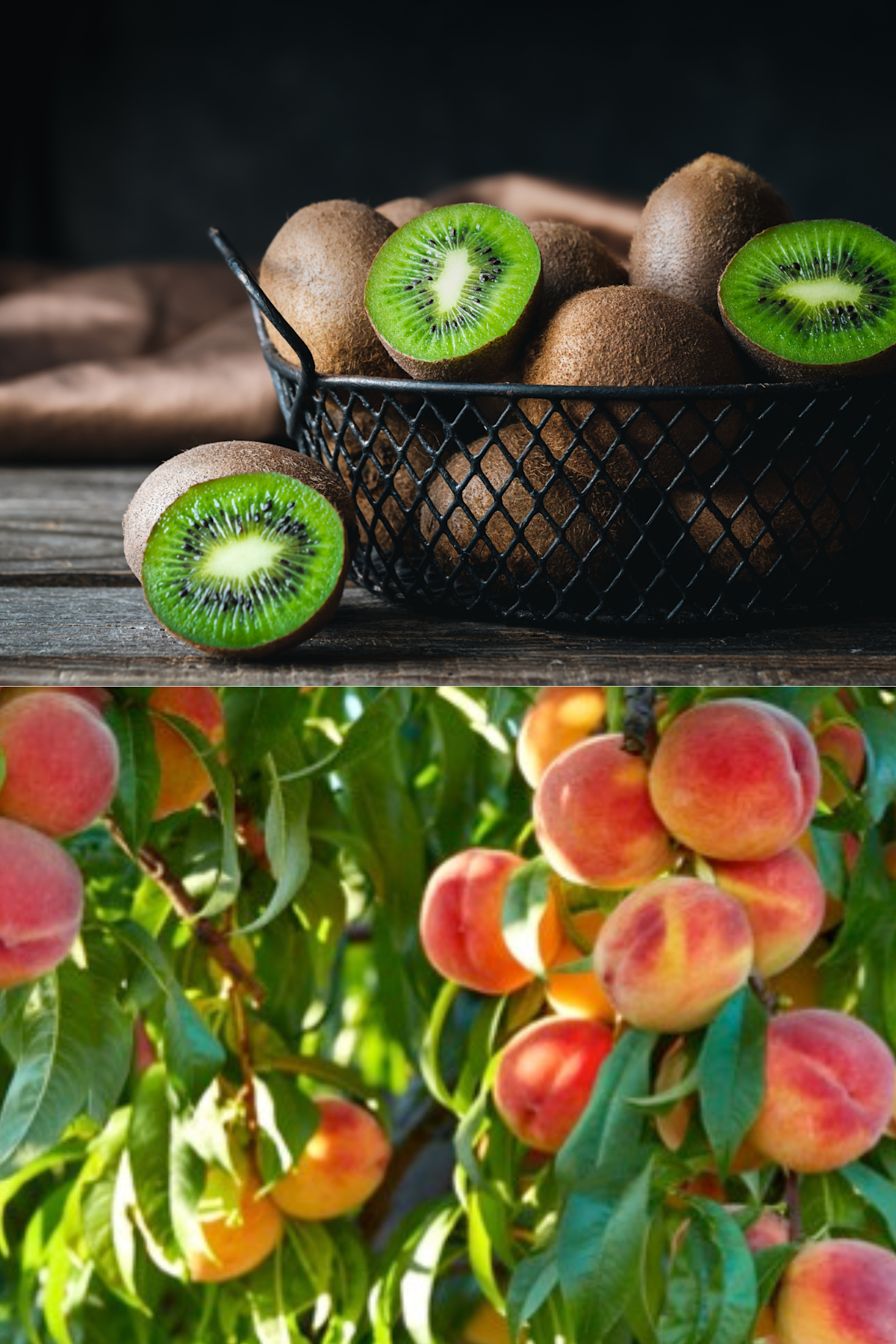 Discover How EU Good Food Fruits are Revitalizing Korea’s Culinary Landscape Discover How EU Good Food Fruits are Revitalizing Korea’s Culinary Landscape