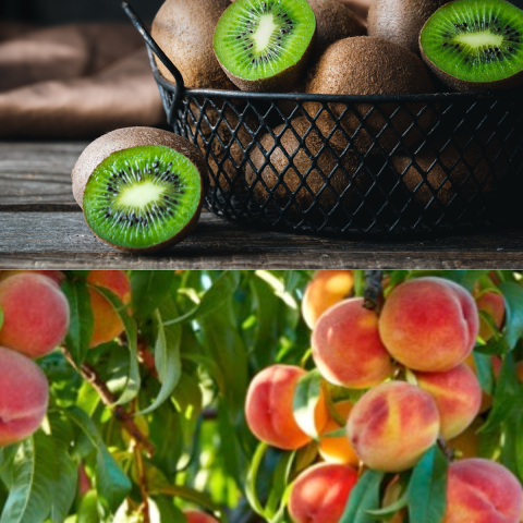 Discover How EU Good Food Fruits are Revitalizing Korea’s Culinary Landscape Discover How EU Good Food Fruits are Revitalizing Korea’s Culinary Landscape