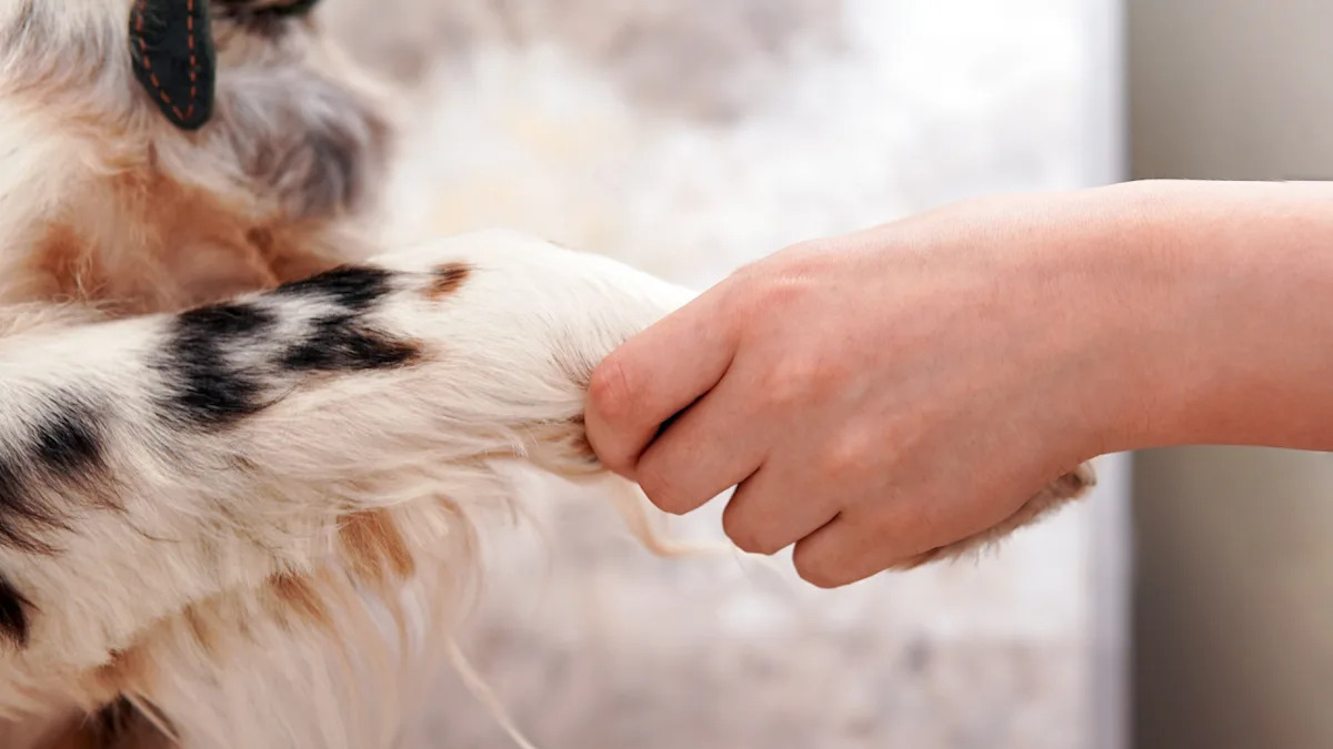Southern Charm at Its Best: How This Dog’s Polite Manners Will Leave You Awestruck! Southern Charm at Its Best: How This Dog’s Polite Manners Will Leave You Awestruck!