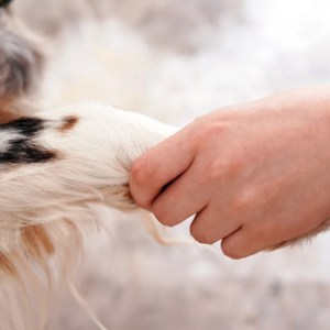 Southern Charm at Its Best: How This Dog’s Polite Manners Will Leave You Awestruck! Southern Charm at Its Best: How This Dog’s Polite Manners Will Leave You Awestruck!