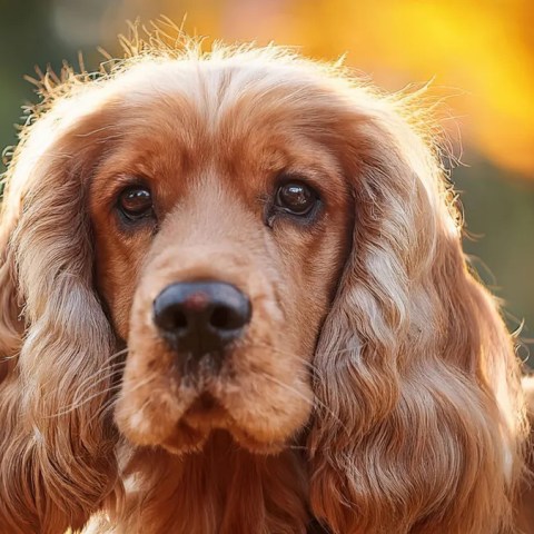 Watch This Adorable Cocker Spaniel Experience a Strawberry for the First Time—Pure Joy Awaits! Watch This Adorable Cocker Spaniel Experience a Strawberry for the First Time—Pure Joy Awaits!