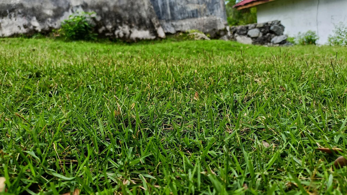 Ultimate Guide: When to Stop Fertilizing Your Warm-Season Grass for a Flourishing Fall Lawn Ultimate Guide: When to Stop Fertilizing Your Warm-Season Grass for a Flourishing Fall Lawn