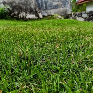 Ultimate Guide: When to Stop Fertilizing Your Warm-Season Grass for a Flourishing Fall Lawn Ultimate Guide: When to Stop Fertilizing Your Warm-Season Grass for a Flourishing Fall Lawn