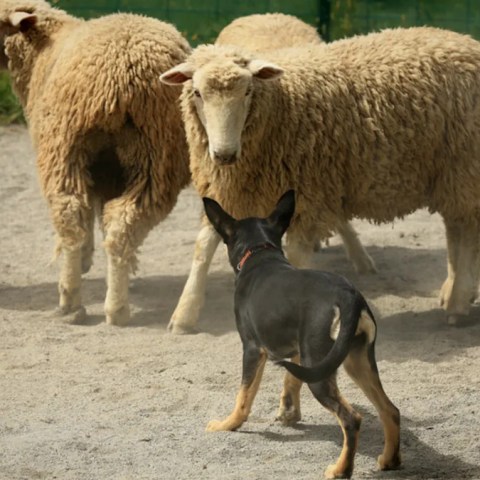Experience the Thrilling Showdown: Herding Dogs Face Off Against Sheep in an Unforgettable Display! Experience the Thrilling Showdown: Herding Dogs Face Off Against Sheep in an Unforgettable Display!