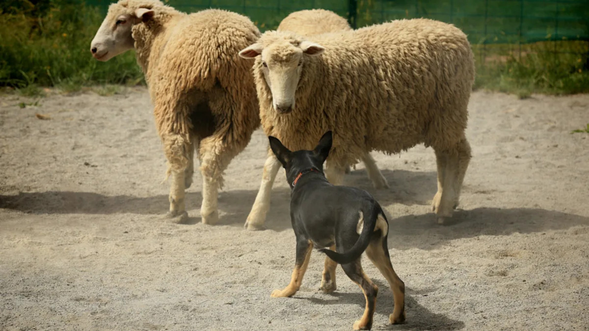 Experience the Thrilling Showdown: Herding Dogs Face Off Against Sheep in an Unforgettable Display! Experience the Thrilling Showdown: Herding Dogs Face Off Against Sheep in an Unforgettable Display!