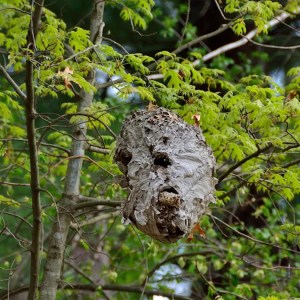 Alert: Researchers Discover Invasive Parasitic Insect Threatening Local Tree Species – What You Need to Know! Alert: Researchers Discover Invasive Parasitic Insect Threatening Local Tree Species – What You Need to Know!